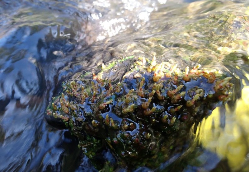 Zeylanidium crustaceum photo 3