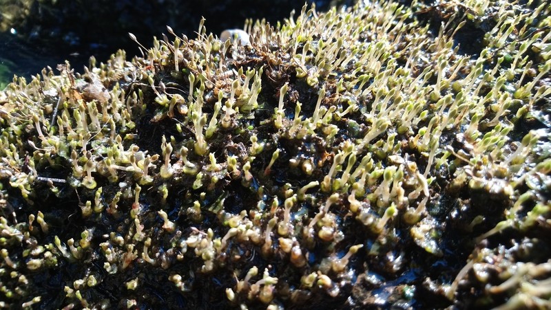 Zeylanidium crustaceum photo 5