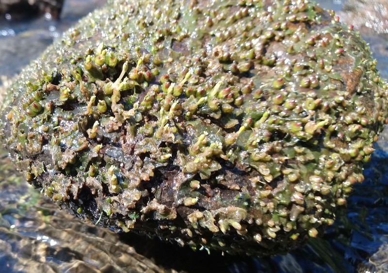 Zeylanidium crustaceum photo 7