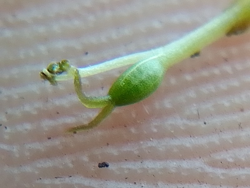 Zeylanidium manasiae