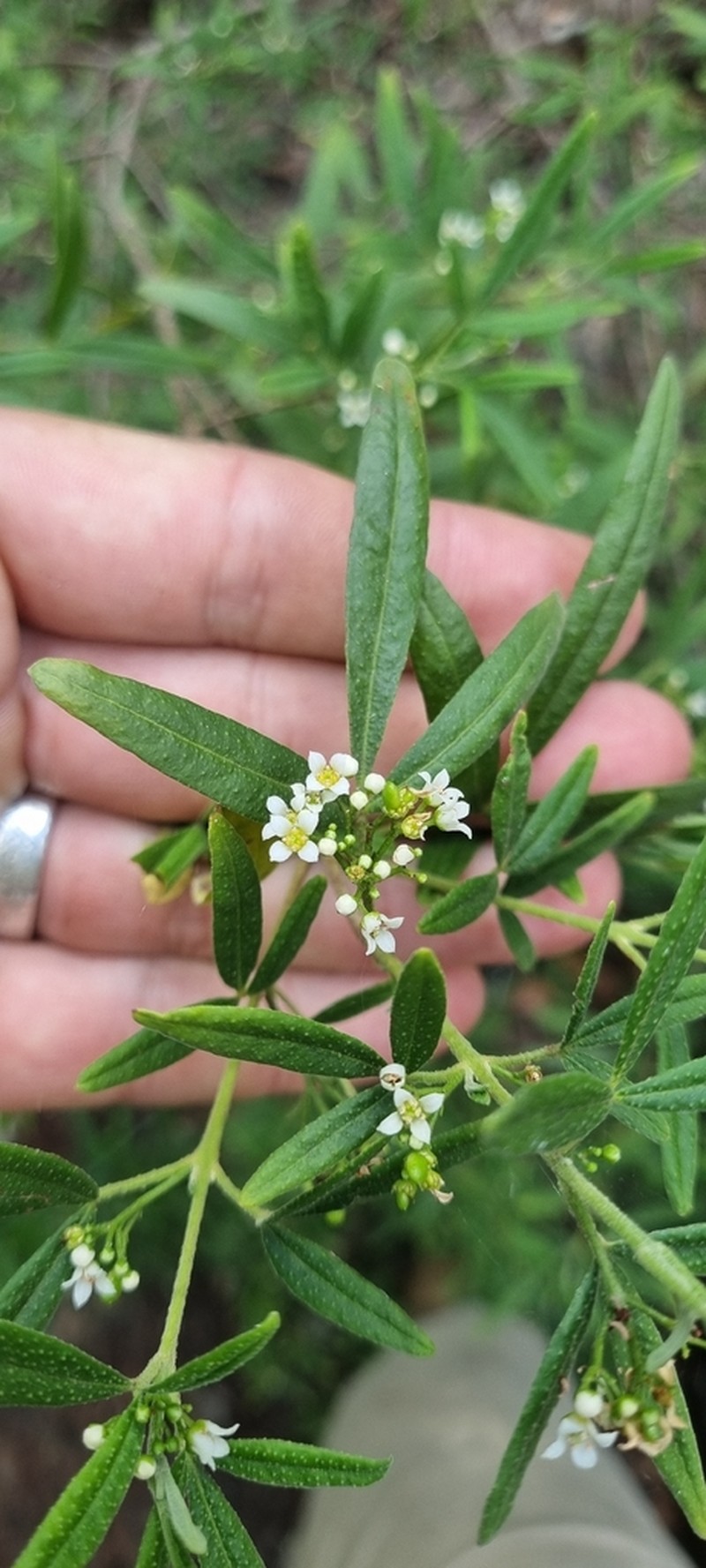 Zieria abscondita photo 2