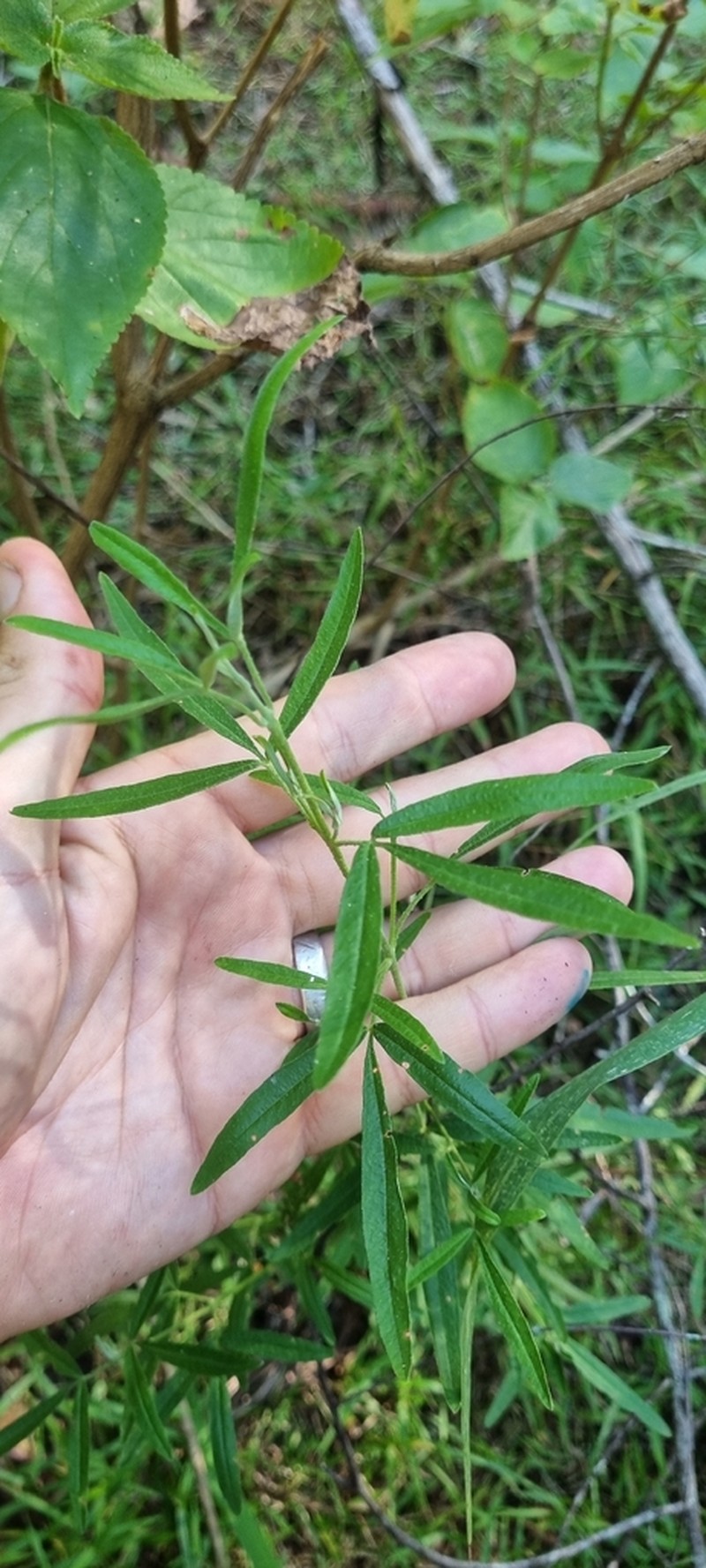 Zieria abscondita photo 3