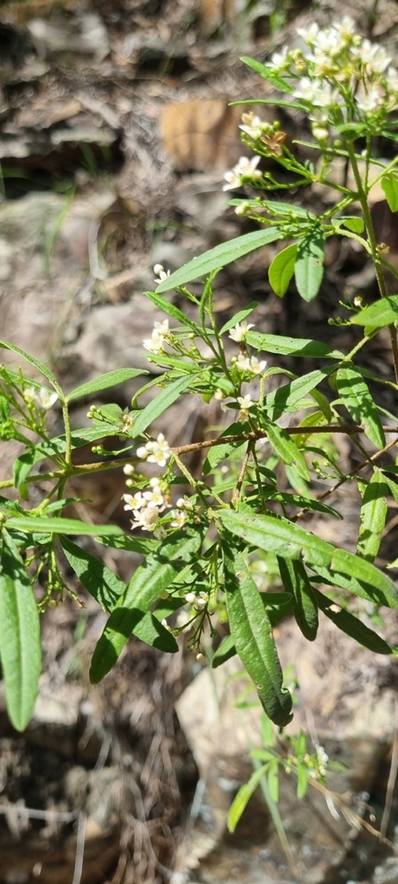 Zieria abscondita photo 5