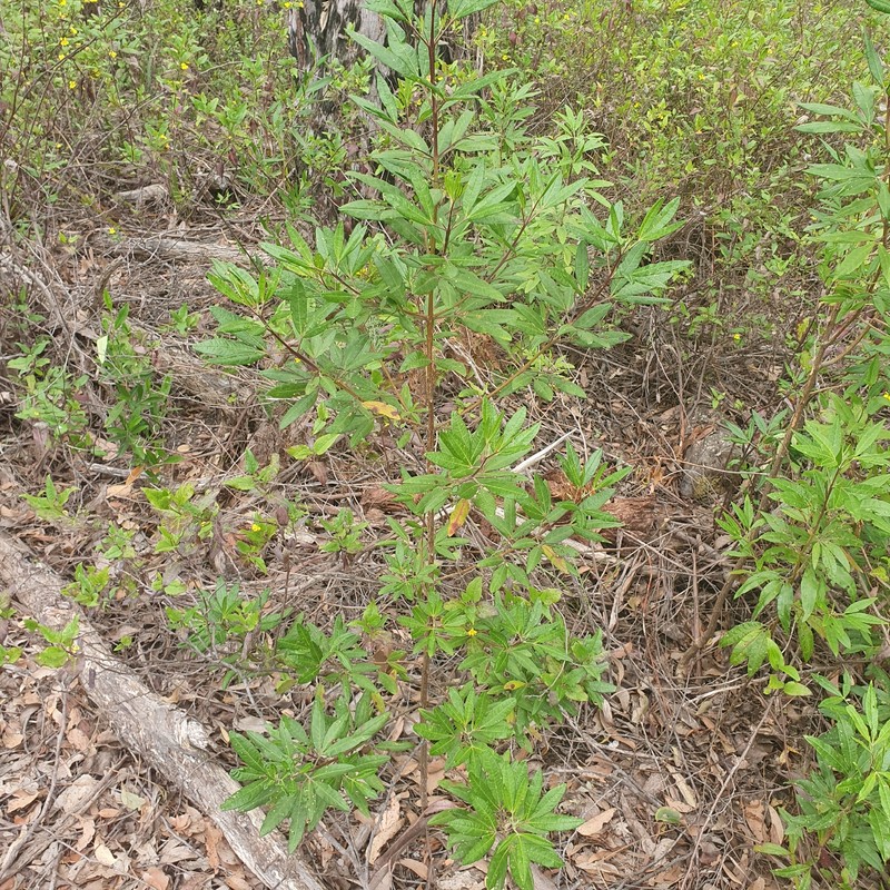 Zieria arborescens subsp. arborescens photo 2