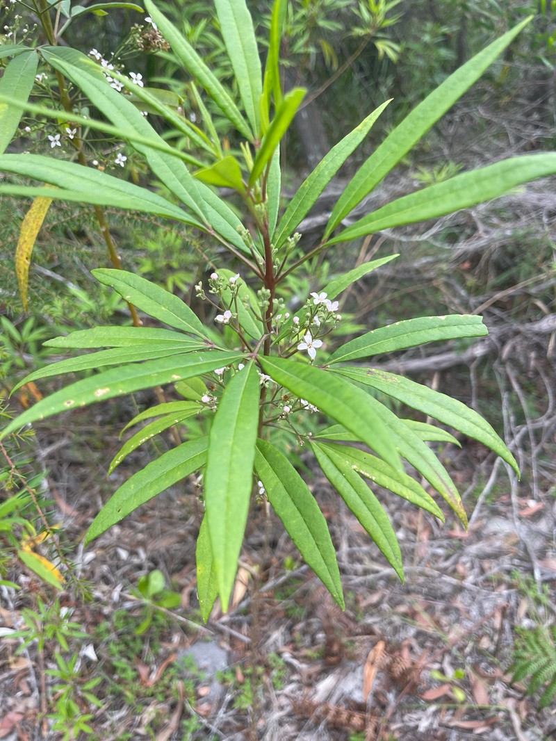 Zieria arborescens subsp. arborescens photo 3