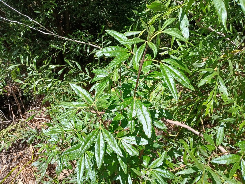 Zieria arborescens subsp. arborescens photo 4