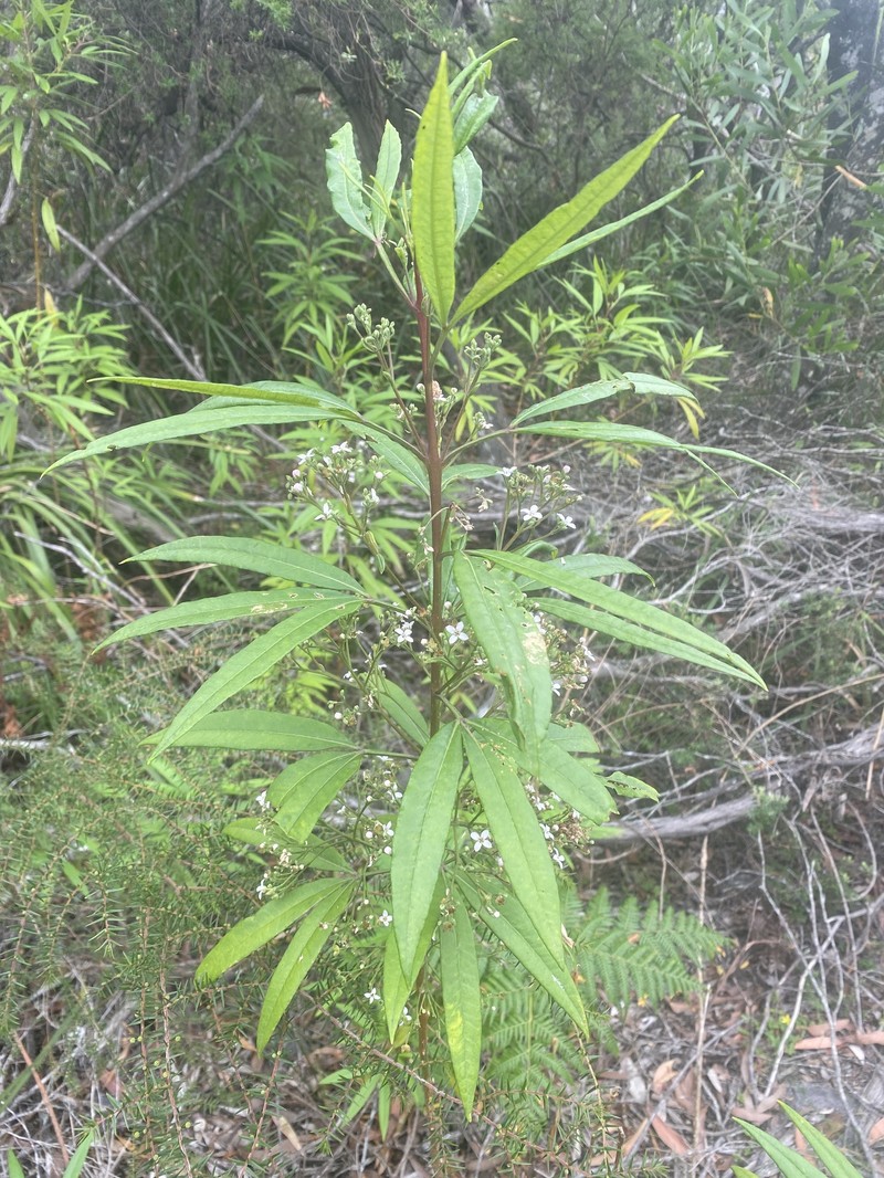Zieria arborescens subsp. arborescens photo 5
