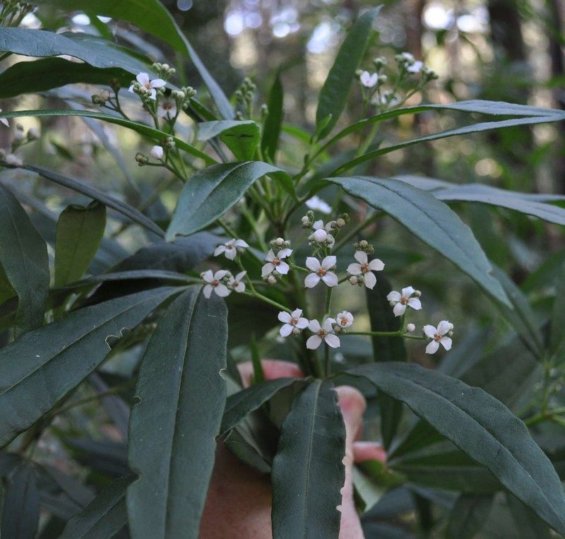 Zieria arborescens subsp. arborescens
