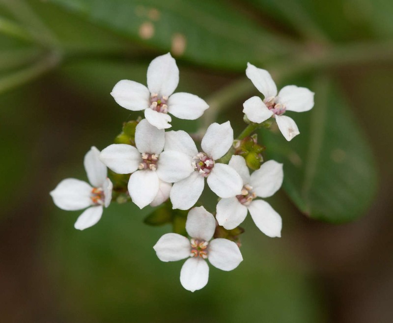 Zieria arborescens subsp. arborescens photo 6