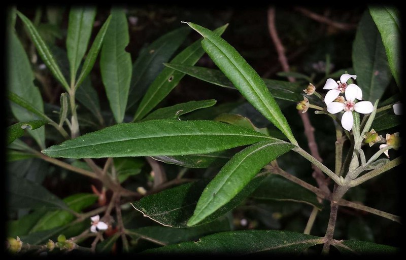 Zieria arborescens subsp. arborescens photo 8