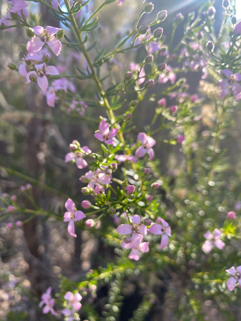 Zieria aspalathoides subsp. aspalathoides