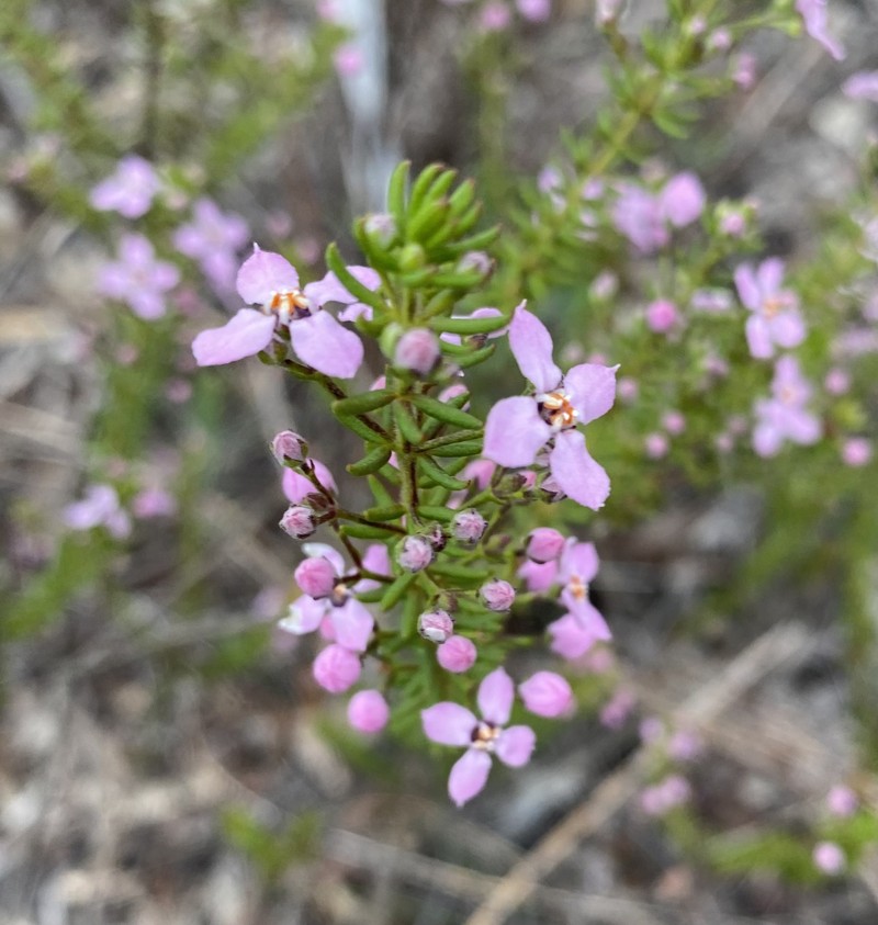 Zieria aspalathoides subsp. aspalathoides photo 2