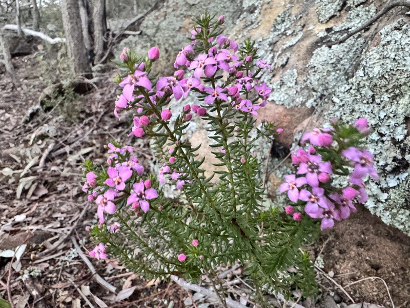Zieria aspalathoides subsp. aspalathoides photo 3