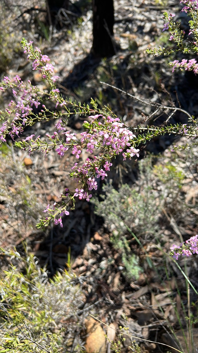 Zieria aspalathoides subsp. aspalathoides photo 4
