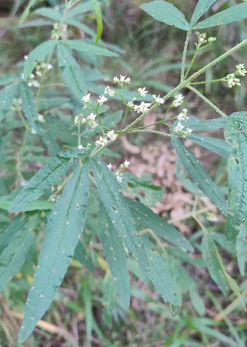 Zieria euthadenia