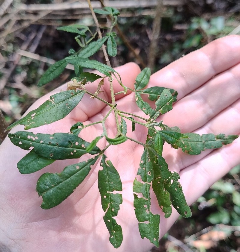 Zieria euthadenia photo 2