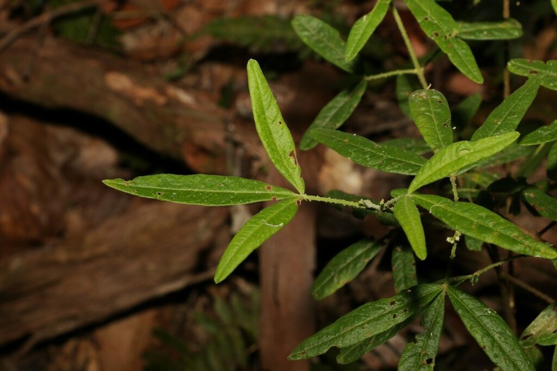 Zieria euthadenia photo 3