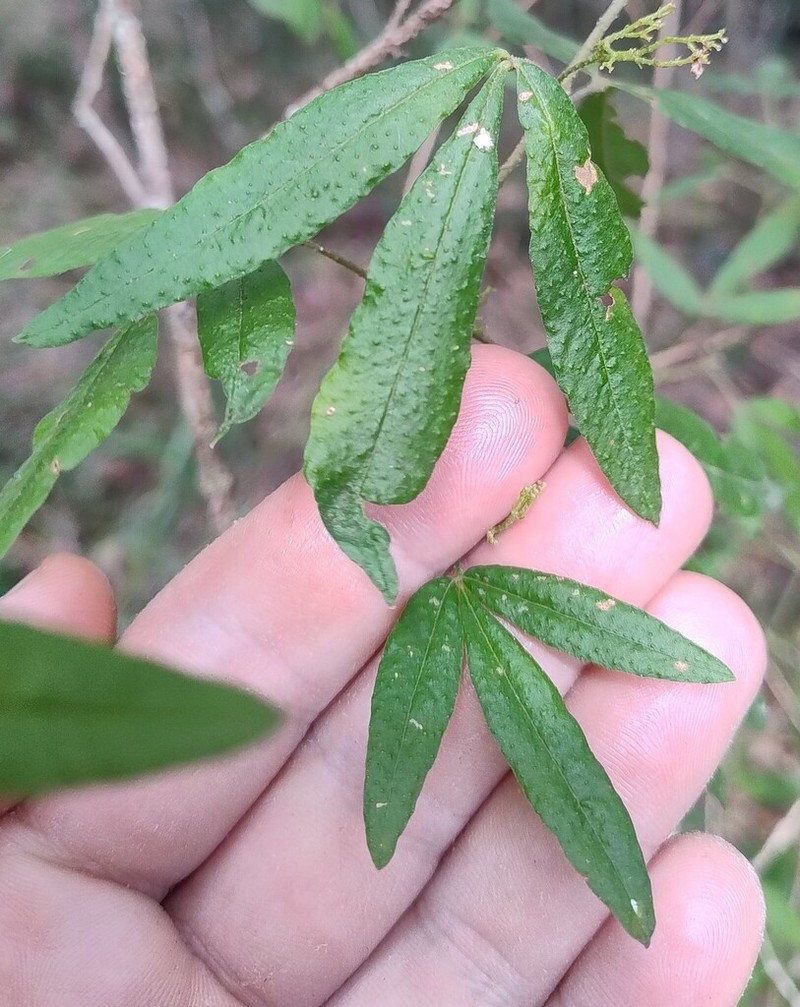 Zieria euthadenia photo 4