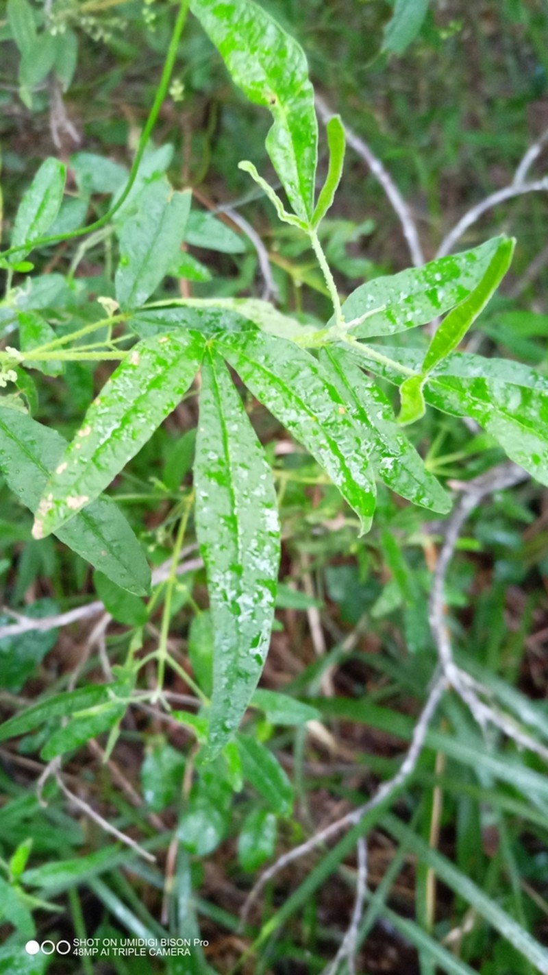 Zieria euthadenia photo 5