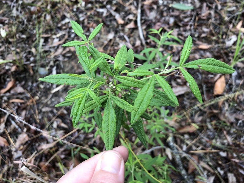 Zieria euthadenia photo 6