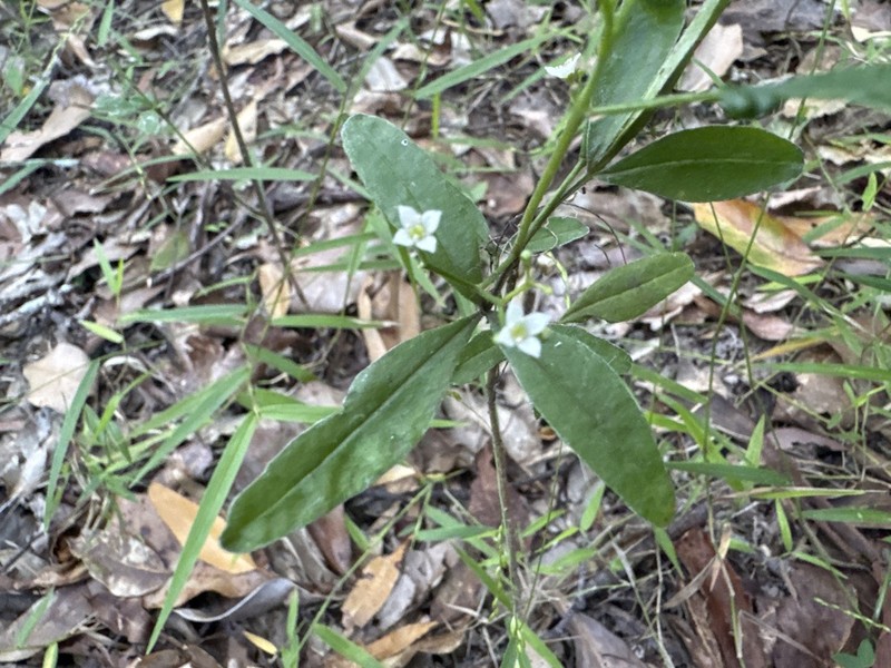 Zieria euthadenia photo 7