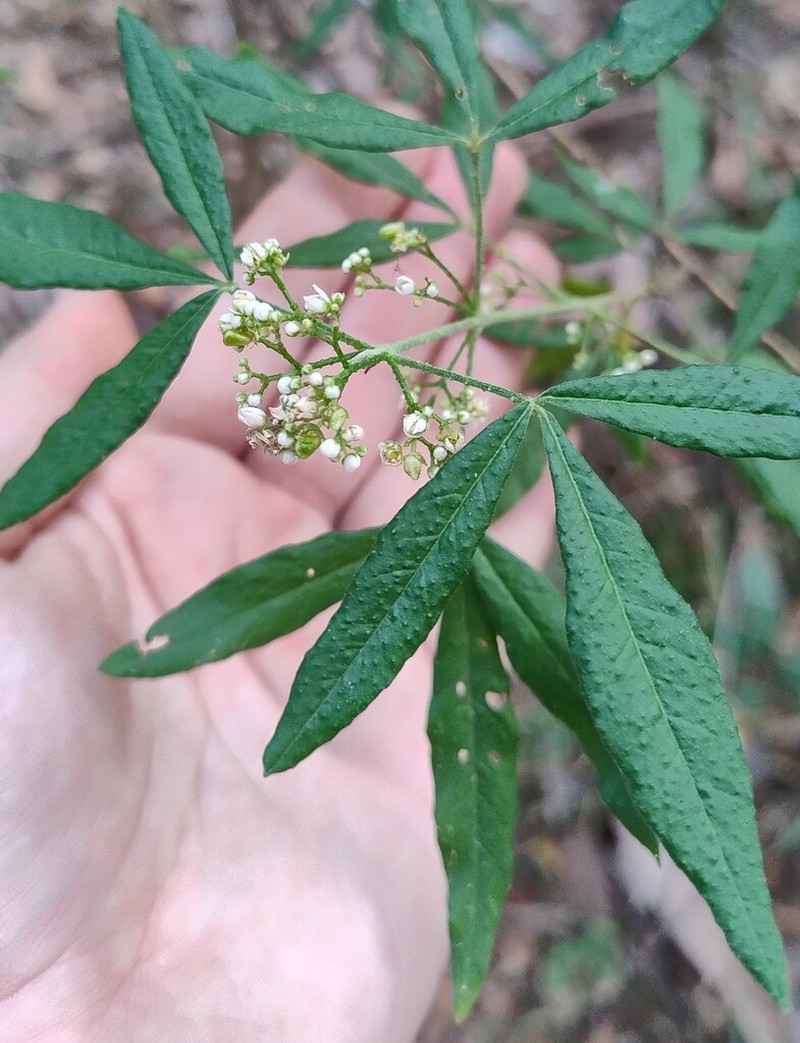 Zieria euthadenia photo 8
