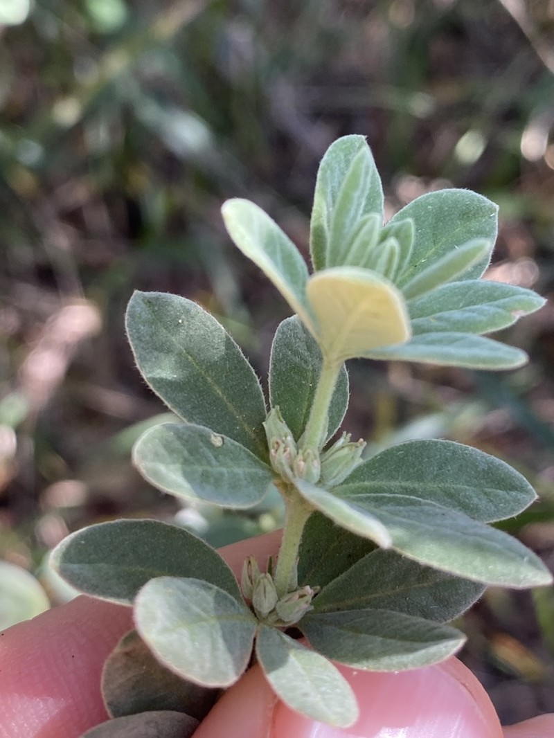 Zieria fordii