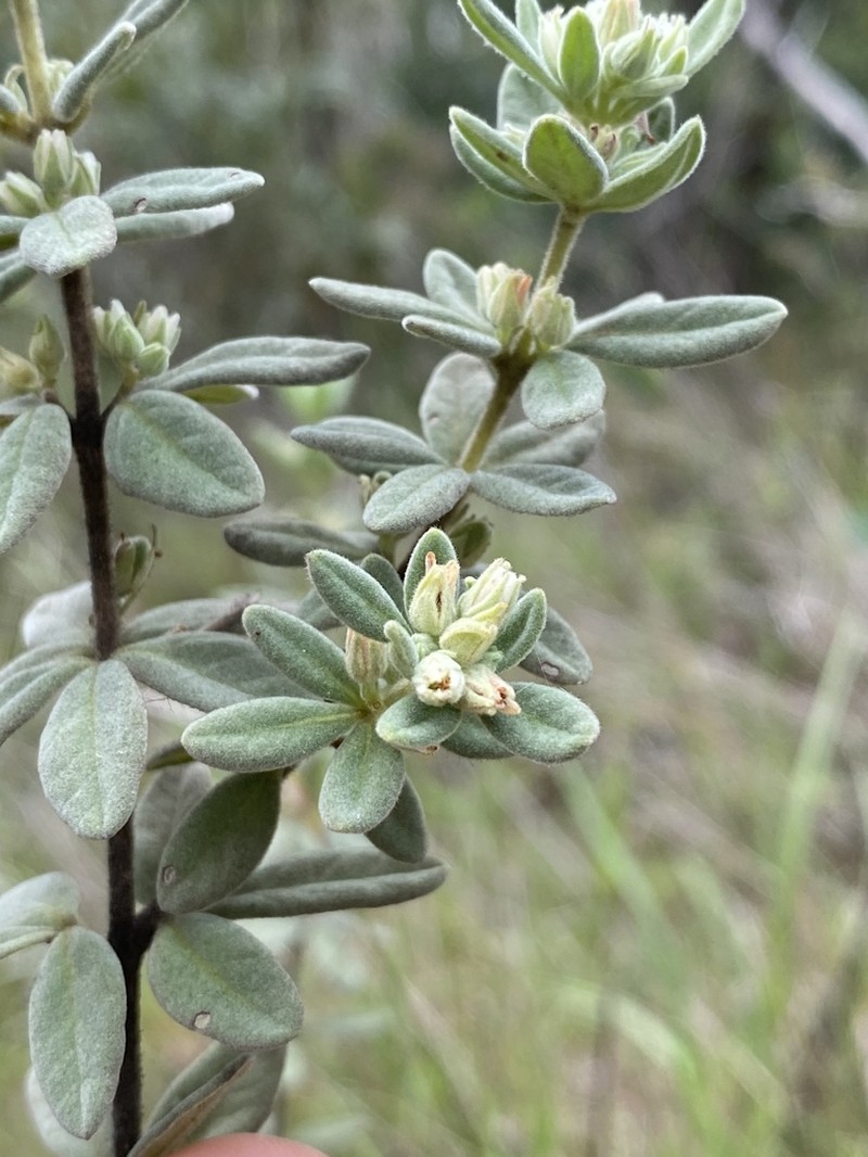 Zieria fordii photo 2