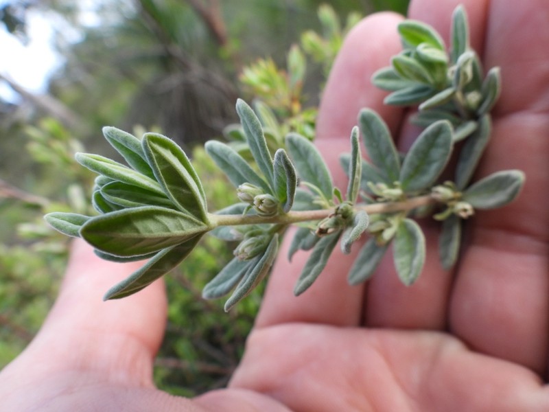 Zieria fordii photo 3