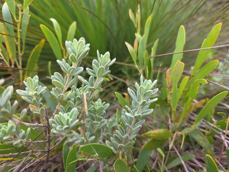 Zieria fordii photo 4