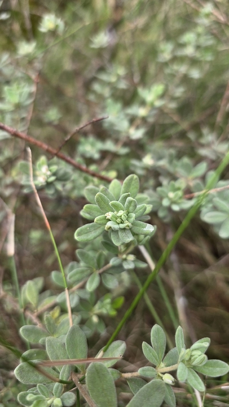 Zieria fordii photo 5