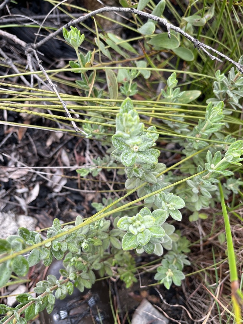 Zieria fordii photo 6