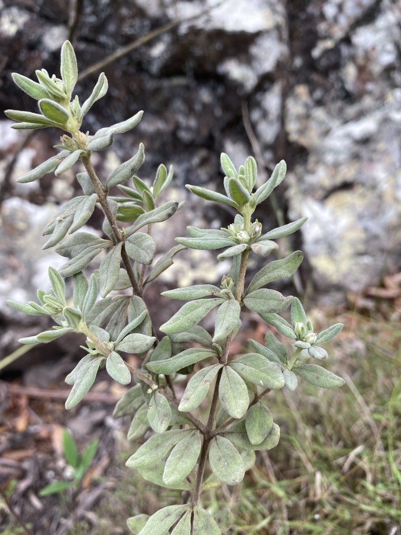 Zieria fordii photo 7