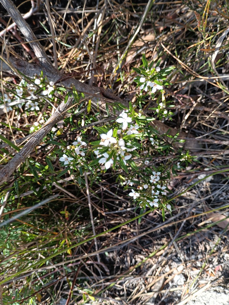 Zieria fraseri subsp. fraseri