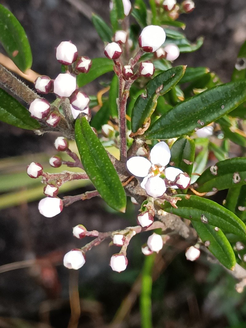 Zieria fraseri subsp. fraseri photo 3