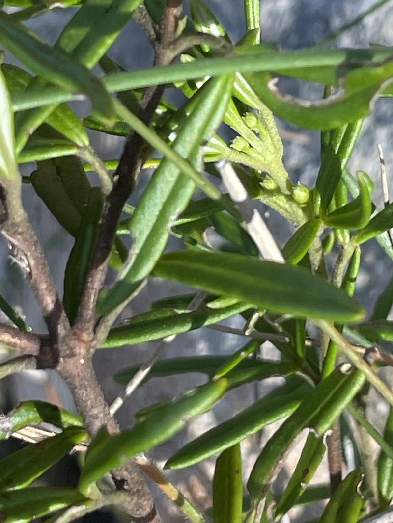 Zieria fraseri subsp. fraseri photo 4