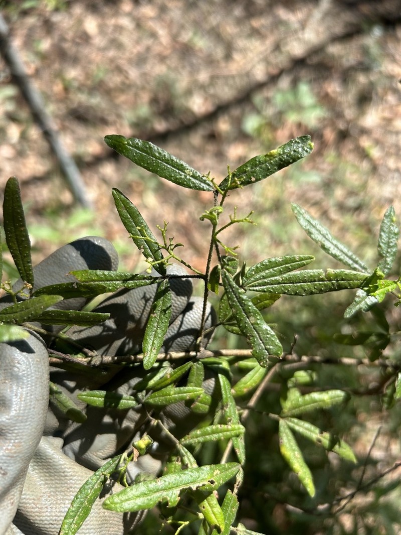 Zieria gymnocarpa