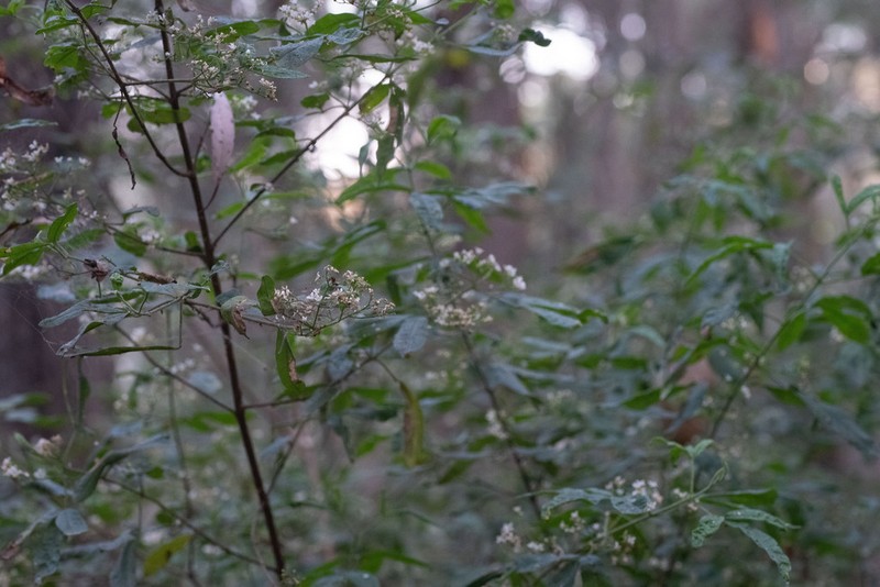 Zieria gymnocarpa photo 2