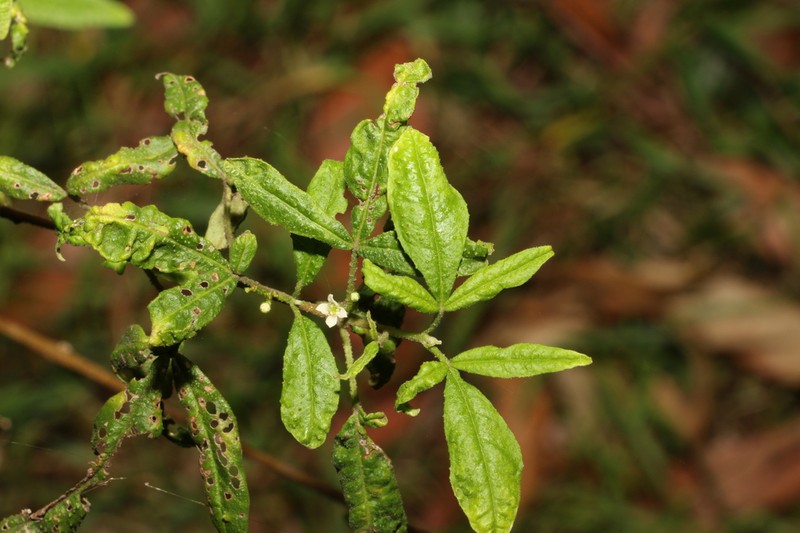 Zieria gymnocarpa photo 3