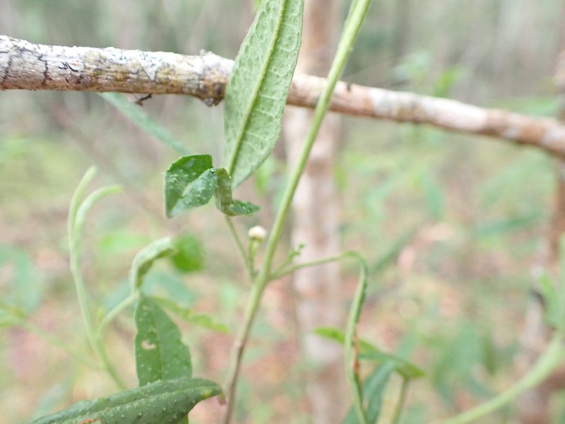 Zieria gymnocarpa photo 4