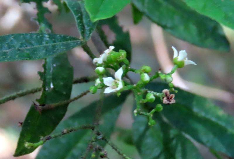 Zieria gymnocarpa photo 5