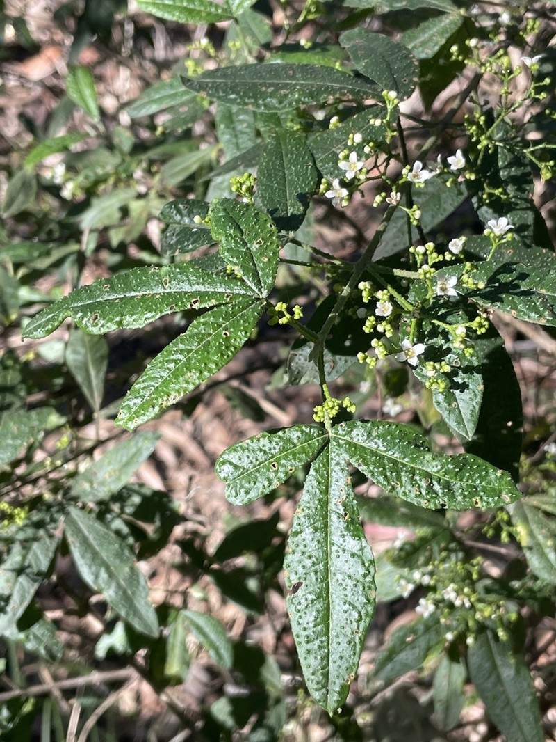 Zieria gymnocarpa photo 6