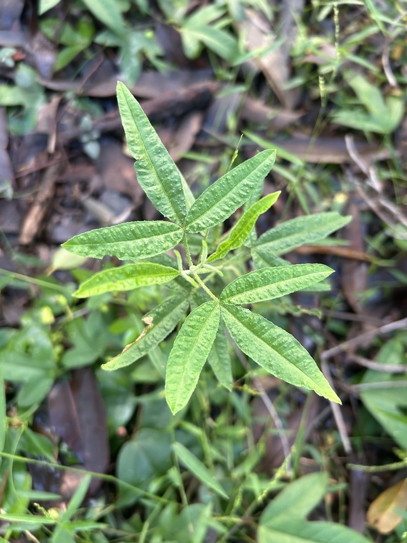 Zieria gymnocarpa photo 7