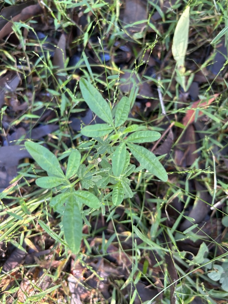 Zieria gymnocarpa photo 8