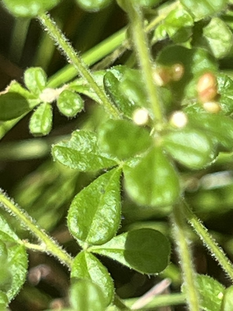 Zieria minutiflora subsp. minutiflora