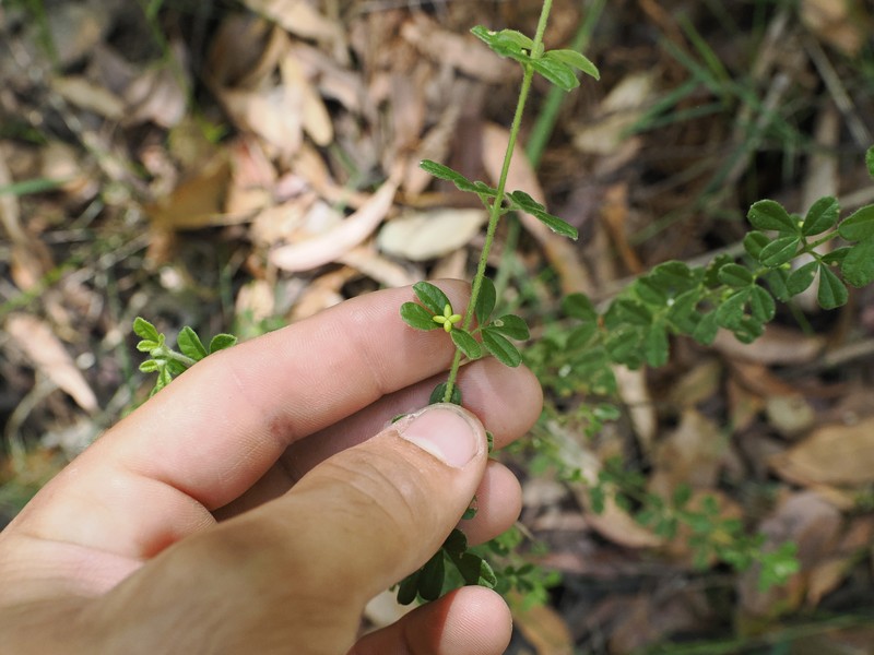 Zieria minutiflora subsp. minutiflora photo 2
