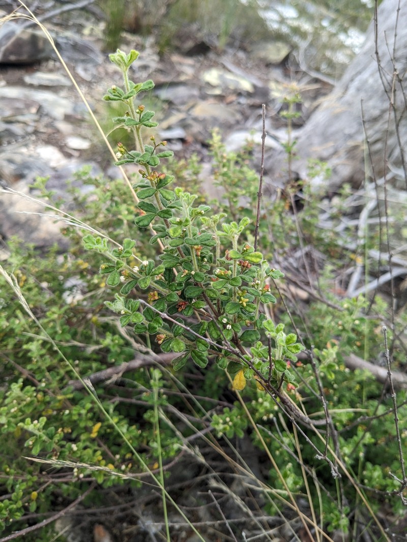 Zieria minutiflora subsp. minutiflora photo 3
