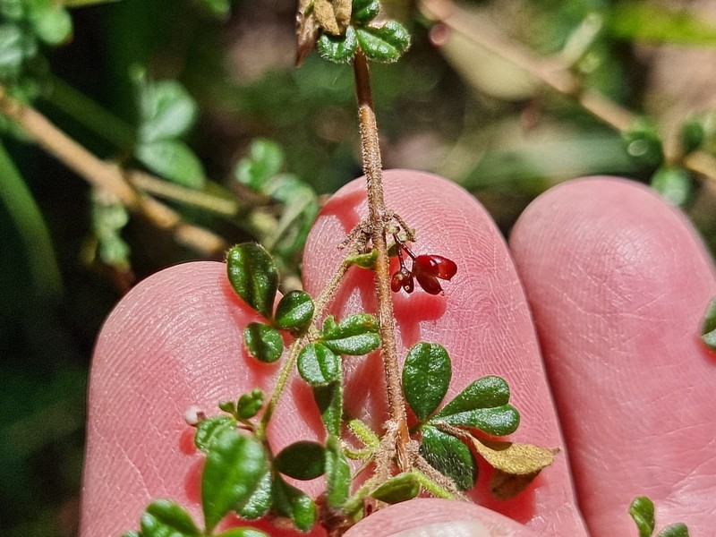 Zieria minutiflora subsp. minutiflora photo 4
