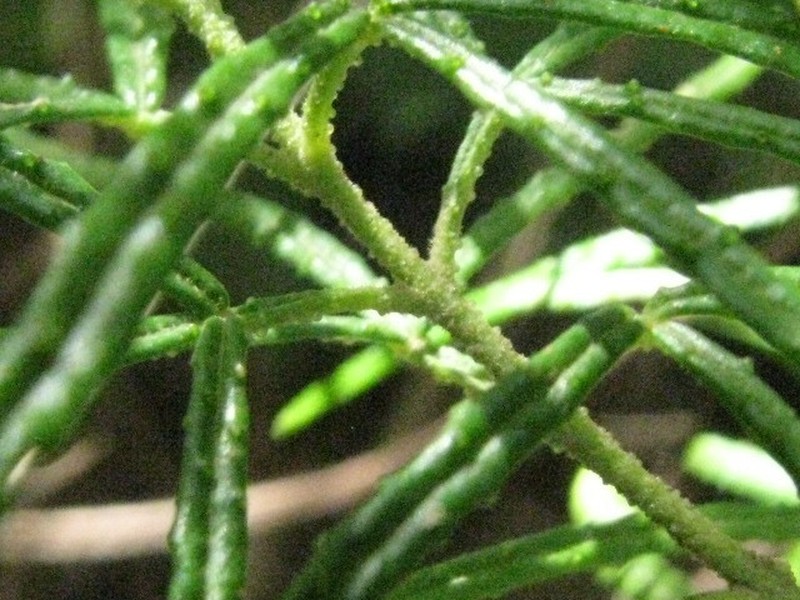 Zieria nubicola