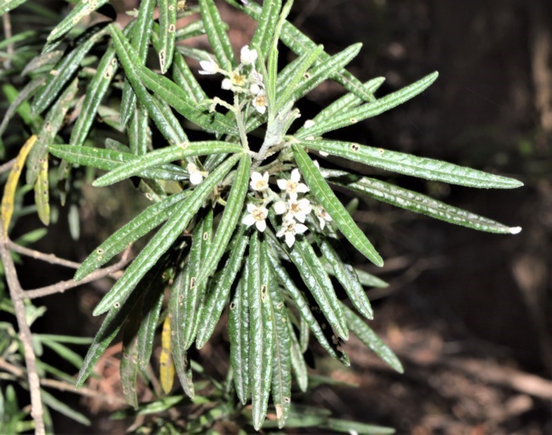 Zieria nubicola photo 2